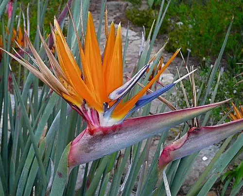 Common Bird of Paradise Problems Leaflessness