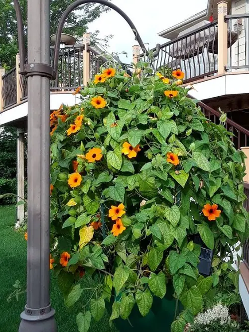 Trailing Flowers for Hanging Baskets