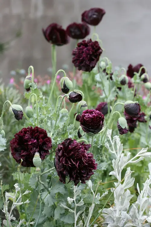 beautiful Black Flowers and Plants to Add Drama to Your Garden