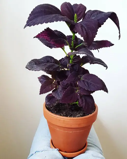 The Greatest Purple Coleus Types