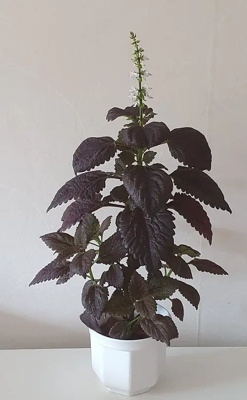 Purple Coleus Varieties indoor