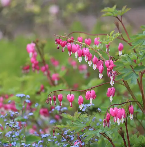 History of Bleeding Heart Flowers