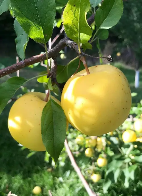 best Yellow Apple Varieties 3