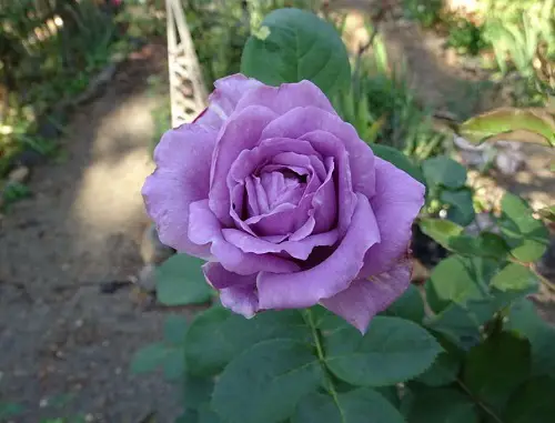beautiful Blue Rose Varieties 5