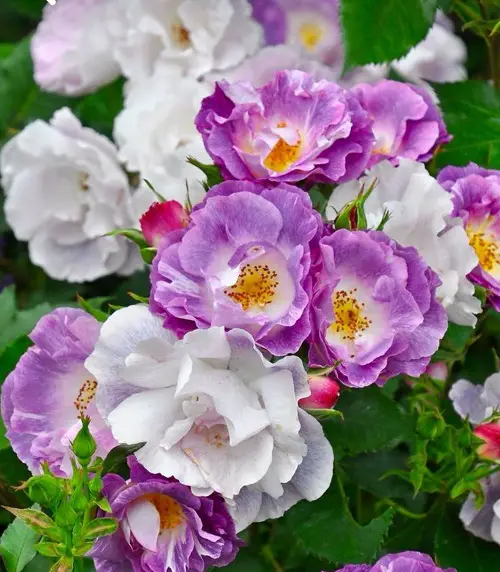 Blue Rose Types