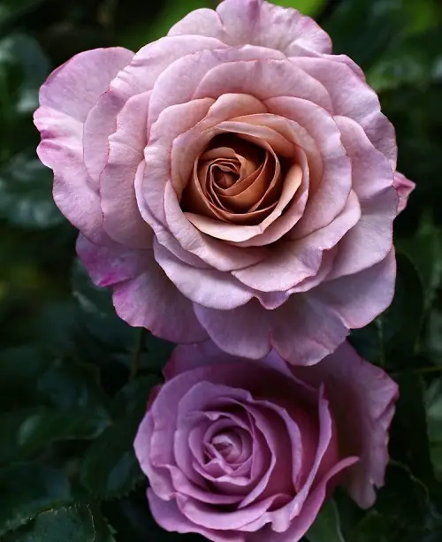 best Blue Rose Varieties