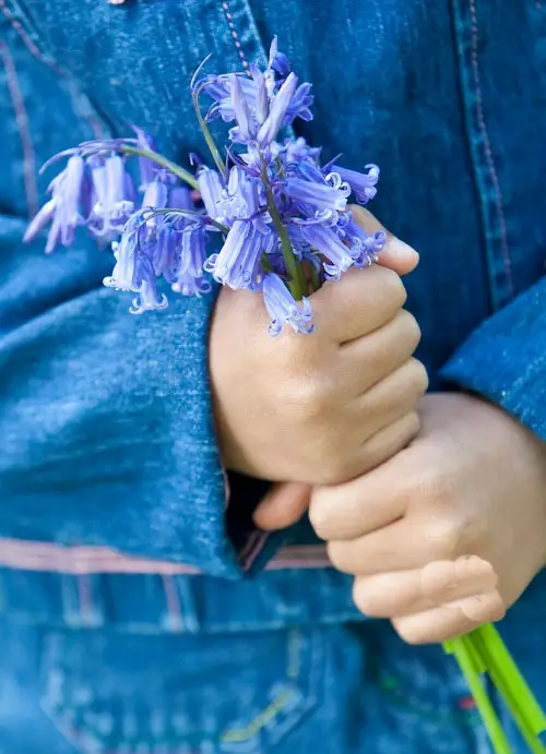 Flowers That Mean Forgiveness 