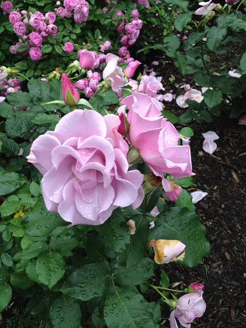 amazing Blue Rose Varieties