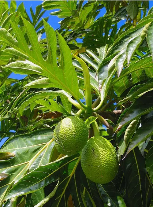 Amazing Plants from Jamaica 15