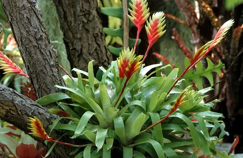 red stem plants 