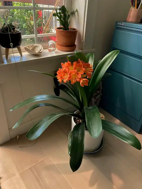 summer flower in pot 3