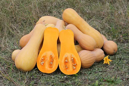 Top best Vegetables that are Fruits