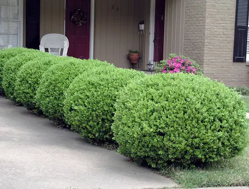 Evergreen Shrubs That Need Little Care
