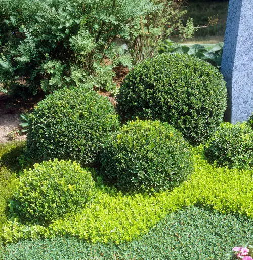 top Evergreen Shrubs That Require Little Maintenance
