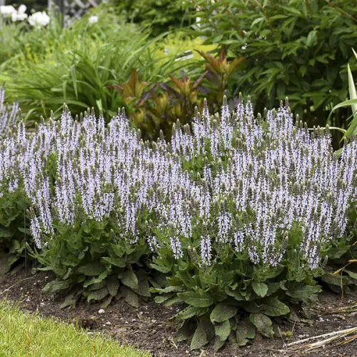 Purple Annual Flowers