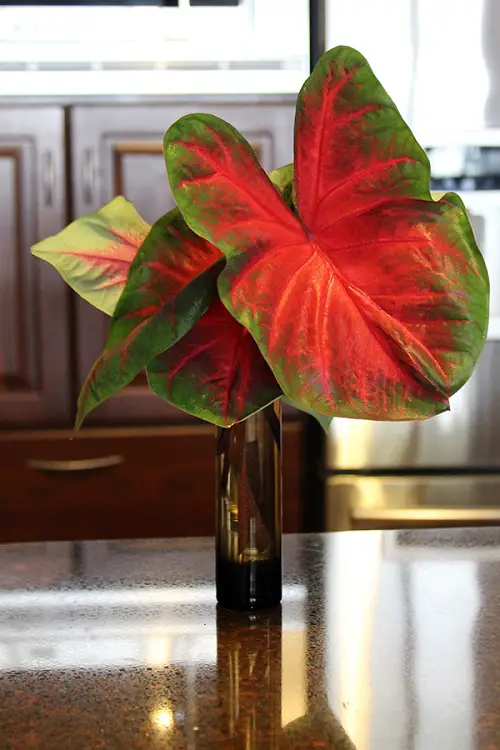 Big Leaf Houseplants that Grow in Just Water indoor 