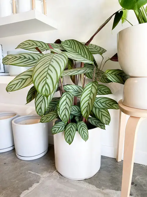 Best and Worst Child-Friendly Plants 10
