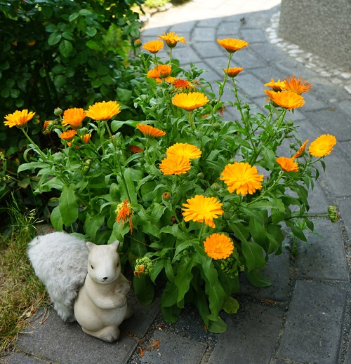  Flowers that Are Safe for Cats near pathway