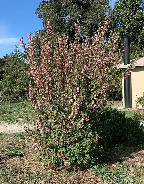 best Common Native Plants in California