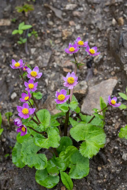 Marsh Marigold