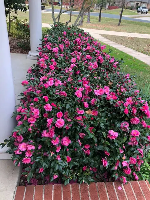 Amazing Best Low Maintenance Evergreen Shrubs