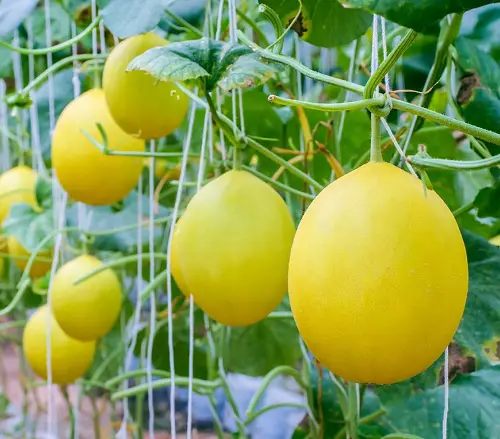 best Fruits That Start With C