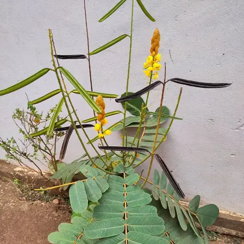 Plants from Jamaica in garden
