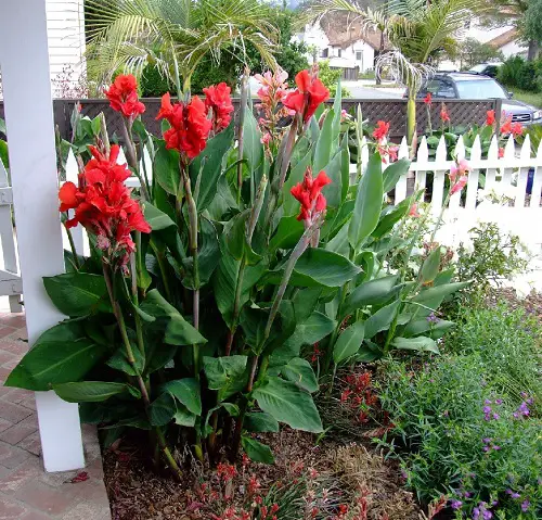 Tall Canna Lily Varieties