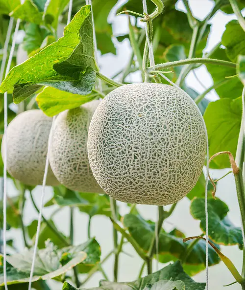 Fruits That Start With R