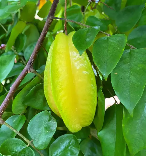 sweet Fruits That Start With C