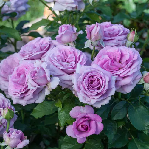 beautiful varieties of blue roses