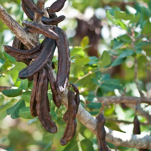 best Fruits That Start With C 15