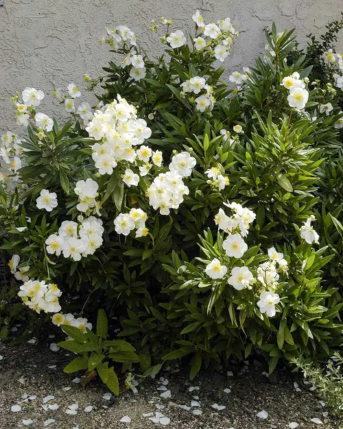 Common California Native Plants in garden