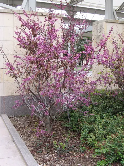 Amazing Common Native Plants in California 
