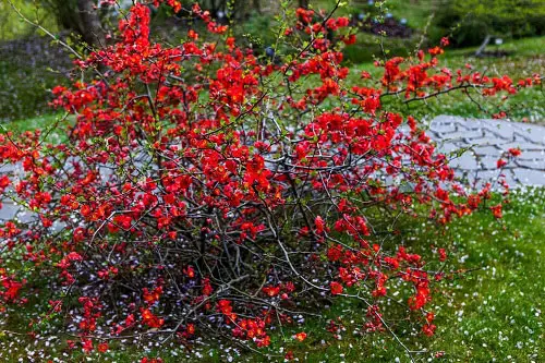 Best Dwarf Fruit Trees Under 6 Feet in garden