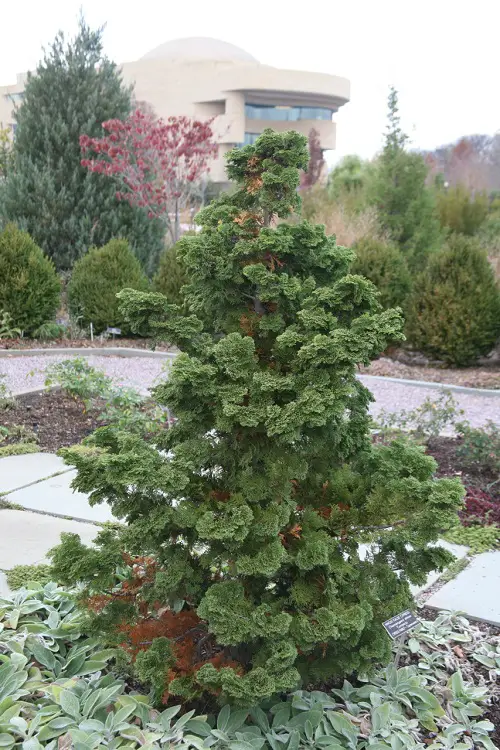 Evergreen shrubs that require little upkeep