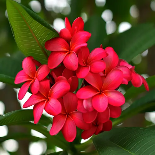 Types of Plumeria Varieties 