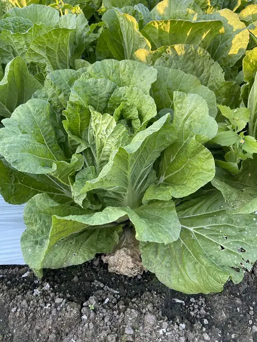Cruciferous Vegetables You Can Grow 5