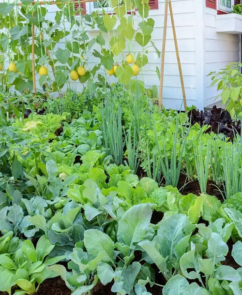 chinese cabbage Best Companion Vegetables Plants for Eggplants