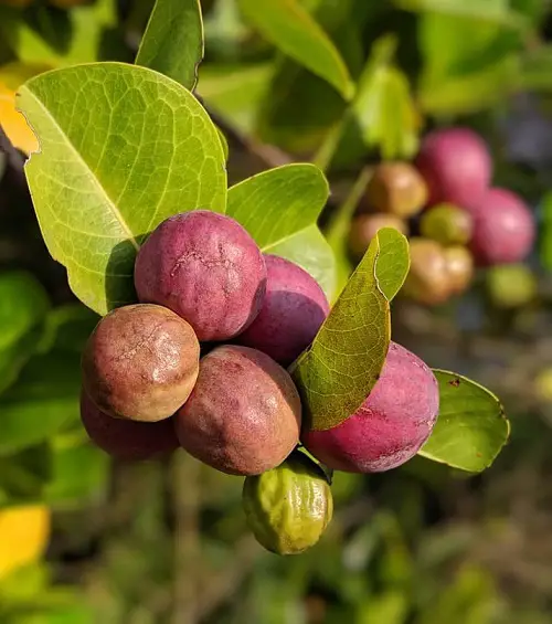 Cocoplum fruit in tree