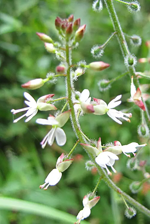 Flowers that Represent Death