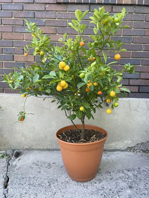 Fruits That Start With C in pot