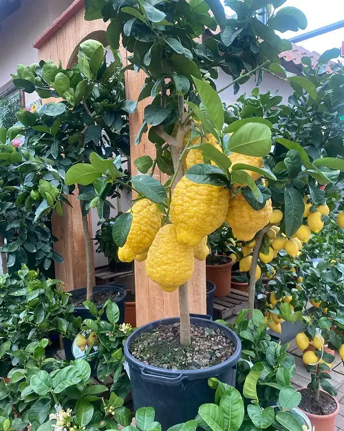 Fruits with a C in name 33