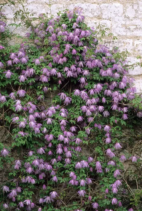Ultimate Shrubs that Climb like a Vine