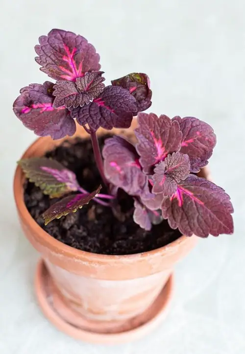 Amazing Best Purple Coleus Varieties