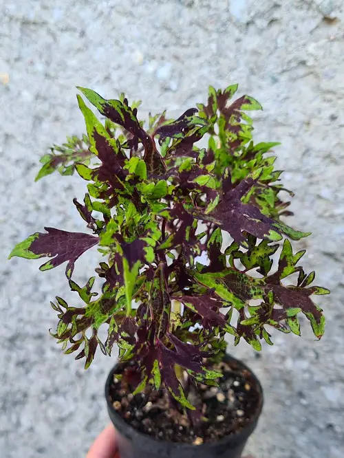 Amazing Purple Coleus Varieties 