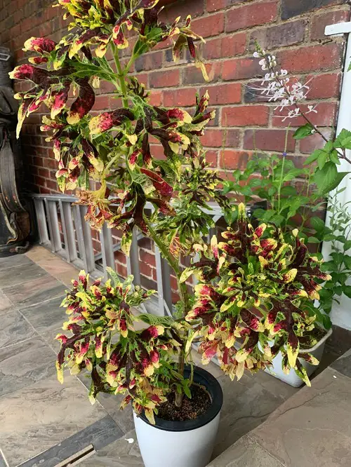 Best Purple Coleus Varieties indoor