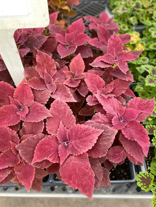 Top Purple Coleus Types