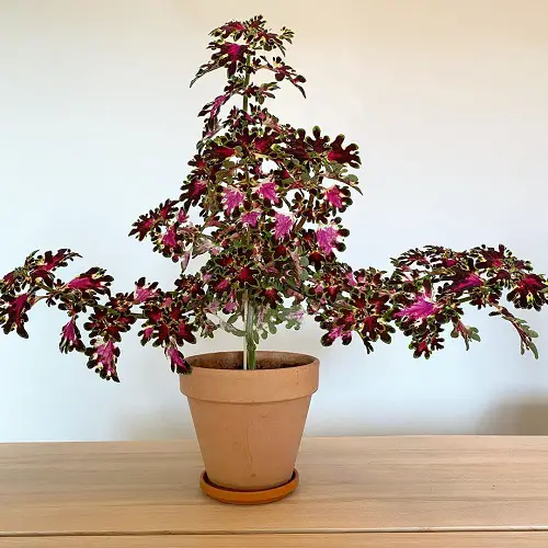 best Top Purple Coleus Types