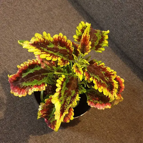 top Best Varieties of Purple Coleus